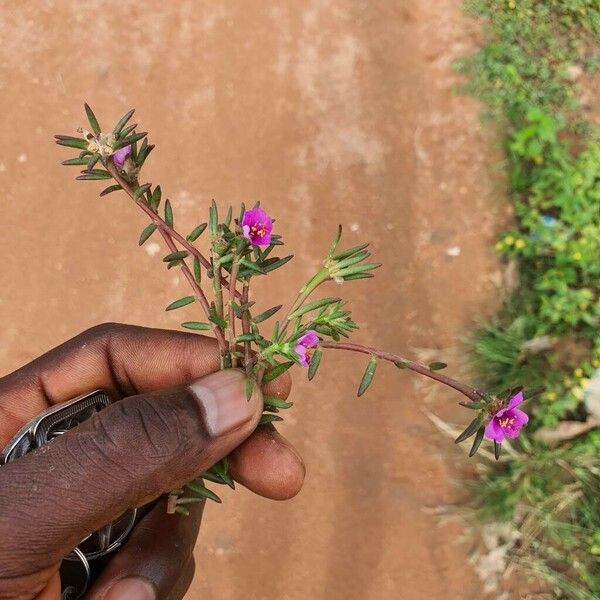 Portulaca pilosa 葉