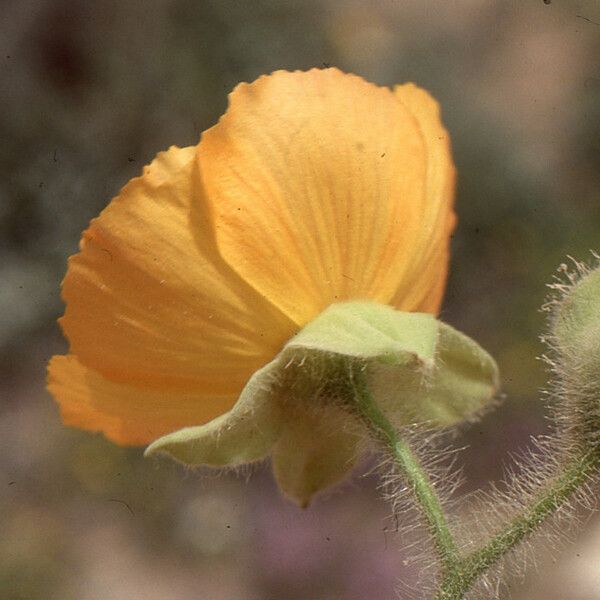 Abutilon grandifolium Flower