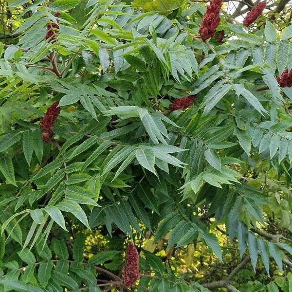 Rhus typhina പുഷ്പം