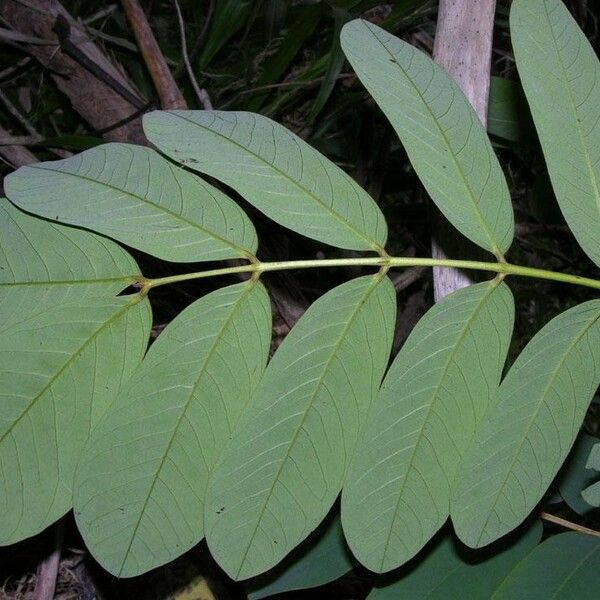 Senna reticulata Blatt