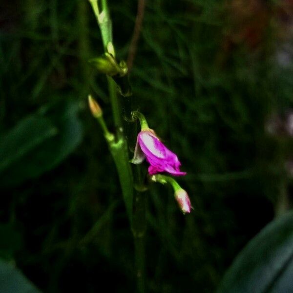 Arundina graminifolia फूल