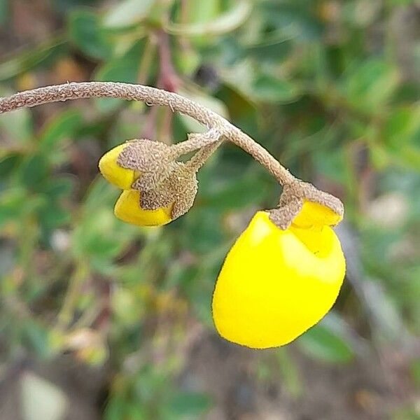 Calceolaria filicaulis Flower