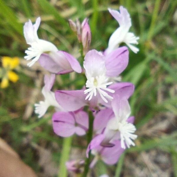 Polygala major Fleur