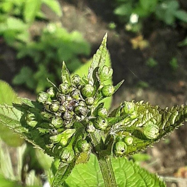 Scrophularia nodosa Flor