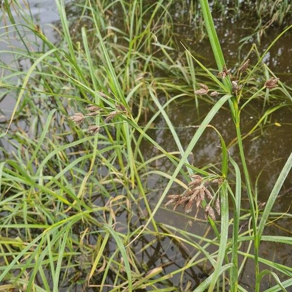 Bolboschoenus laticarpus Habit