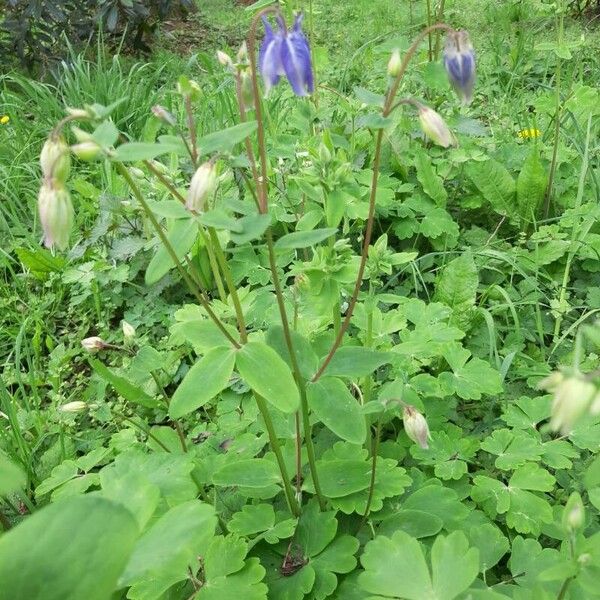 Aquilegia vulgaris Blüte