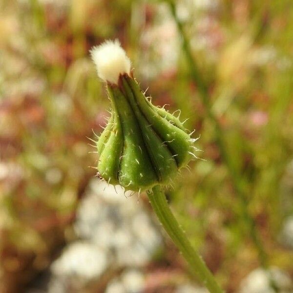 Urospermum picroides Floro