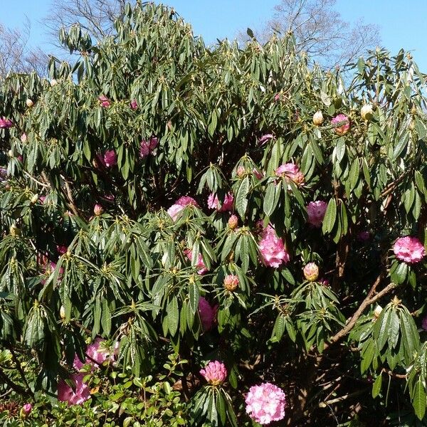 Rhododendron arboreum 整株植物