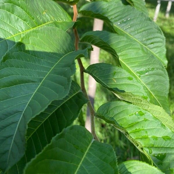 Cariniana estrellensis Leaf