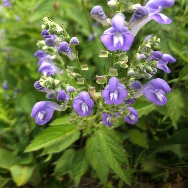 Scutellaria incana Květ