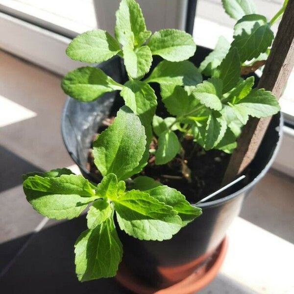 Stevia rebaudiana Leaf