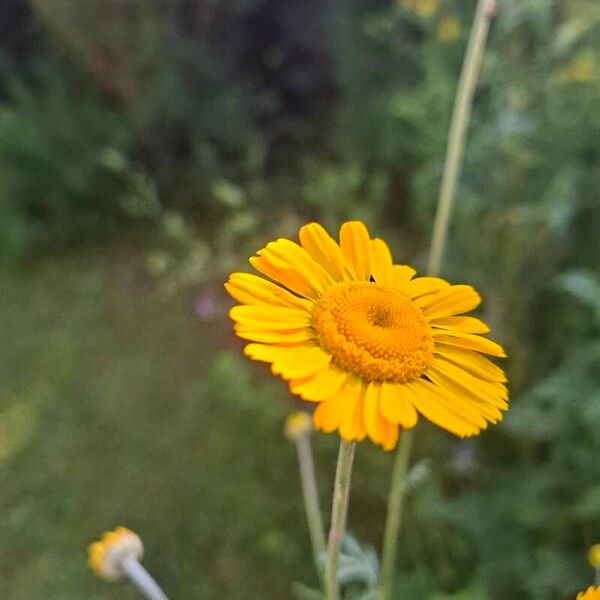 Cota tinctoria Blomst