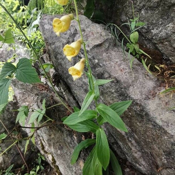 Digitalis grandiflora Yaprak