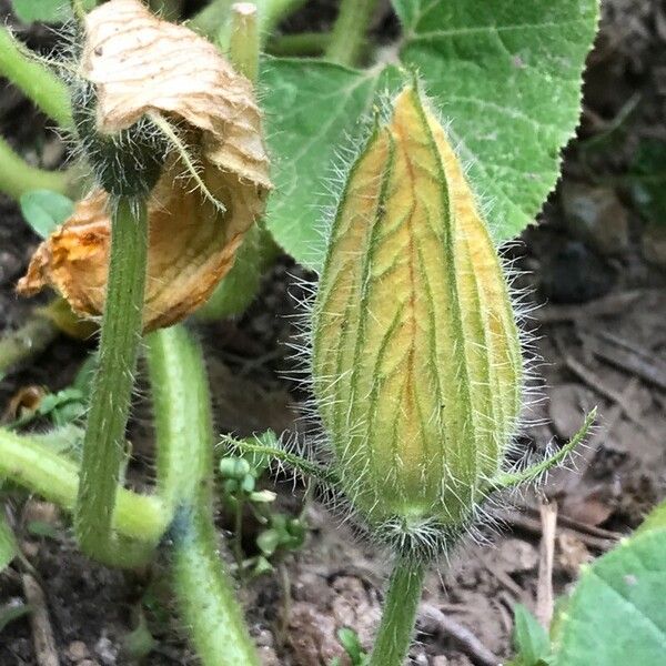 Cucurbita maxima 花