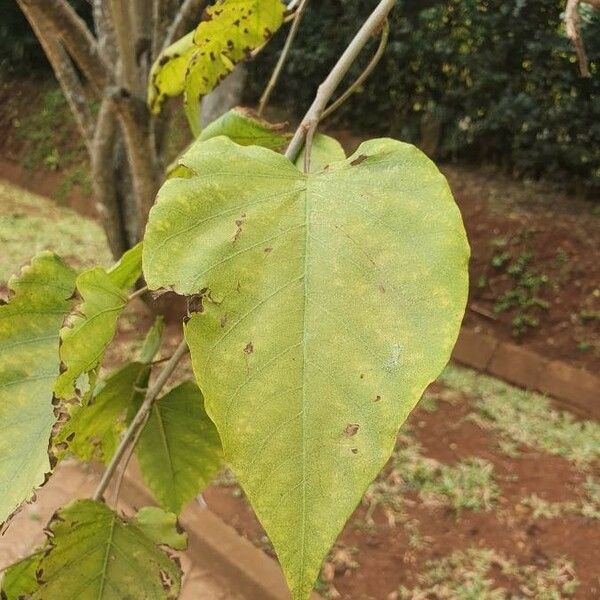 Ipomoea arborescens Blad