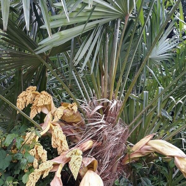 Trachycarpus fortunei ফুল