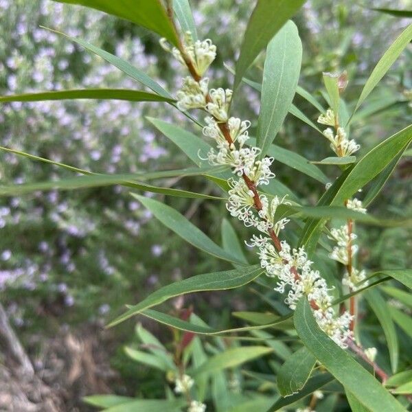 Hakea salicifolia Fiore