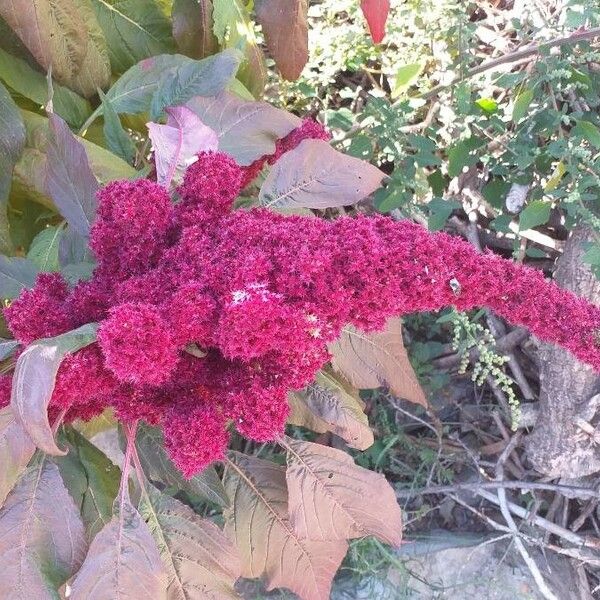 Amaranthus hypochondriacus Cvet