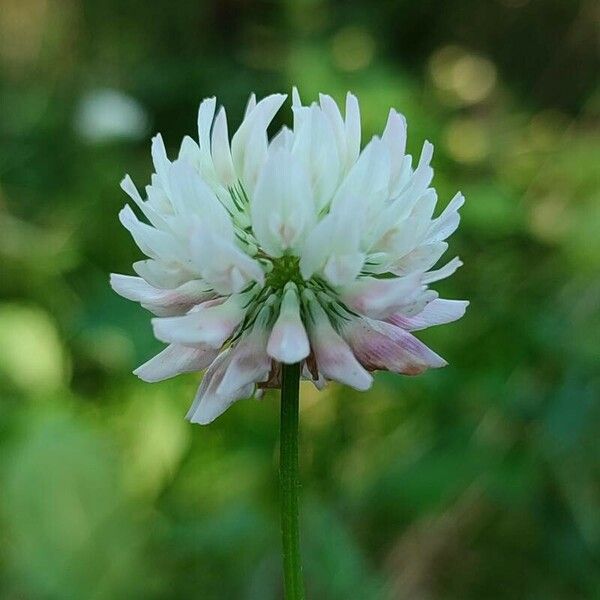 Trifolium hybridum Blodyn