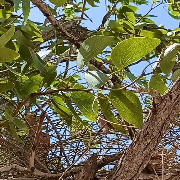 Colophospermum mopane Blad