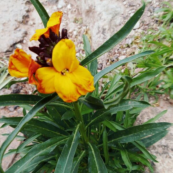 Erysimum × cheiri Blüte