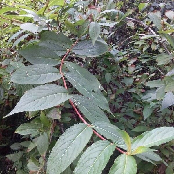 Weigela florida Leaf