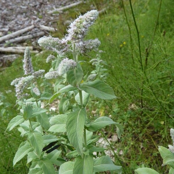 Mentha longifolia Other