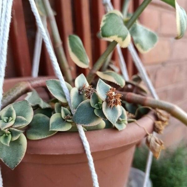 Crassula sarmentosa Blomst