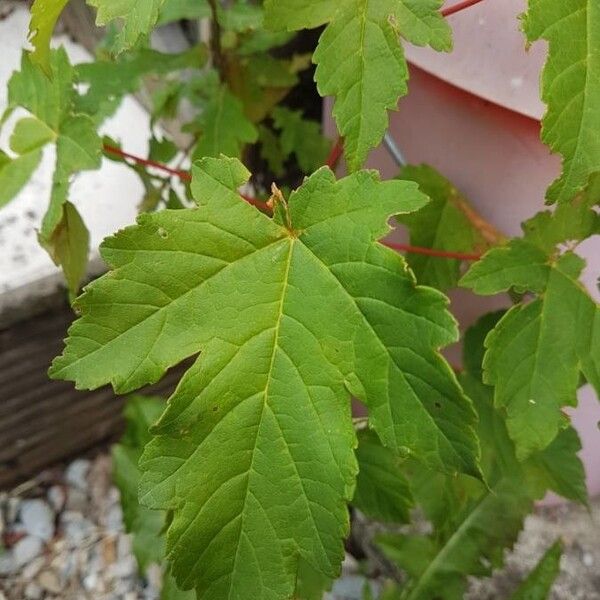 Acer rubrum ഇല