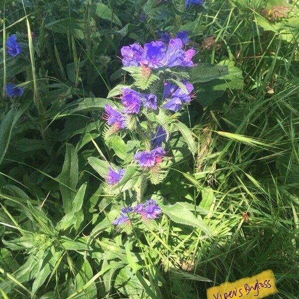 Echium vulgare പുഷ്പം