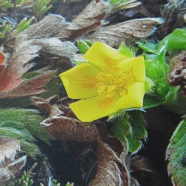 Potentilla aurea Cvet