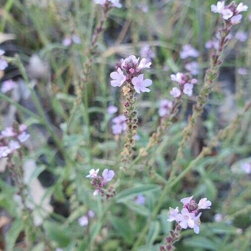 Verbena officinalis Fleur