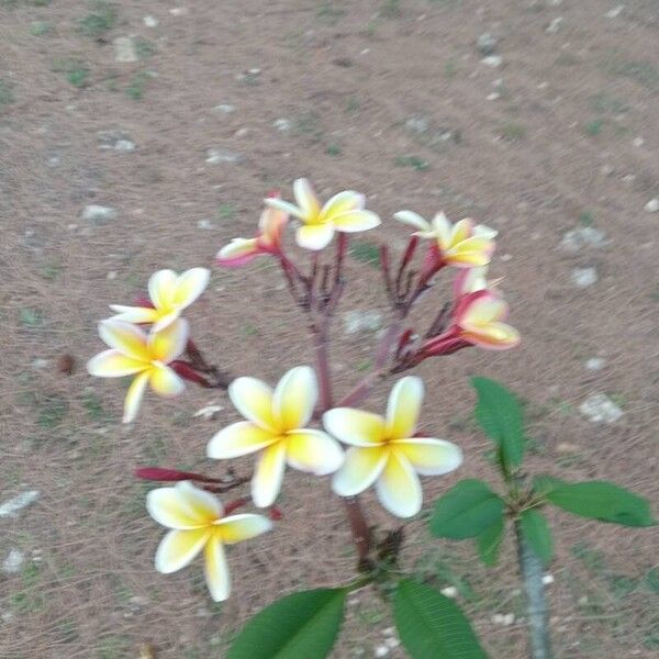 Plumeria rubra फूल