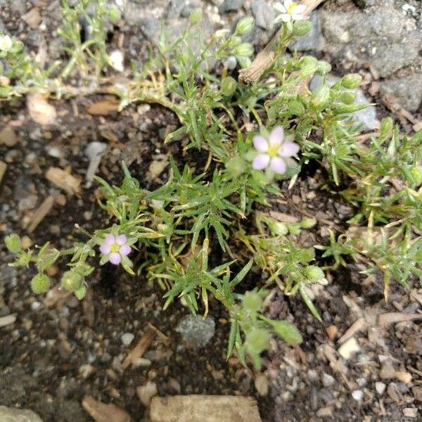 Spergularia rubra Blüte