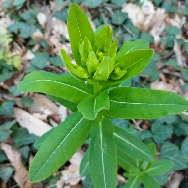 Euphorbia hyberna ഇല