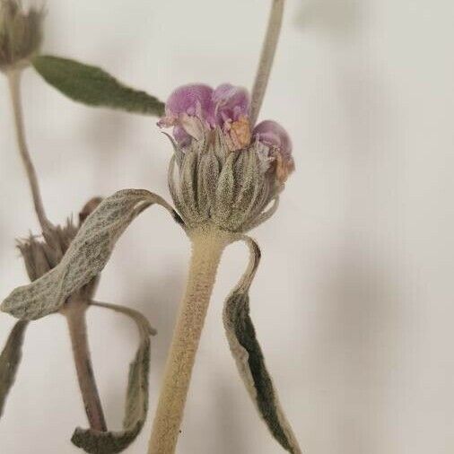 Phlomis purpurea Květ