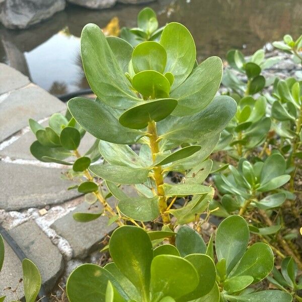 Scaevola plumieri Leaf