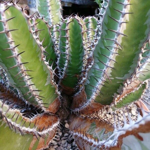 Euphorbia avasmontana
