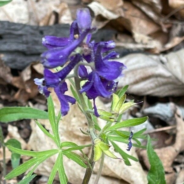 Delphinium tricorne ফুল