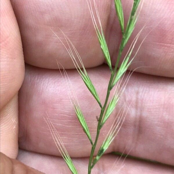 Festuca bromoides 花