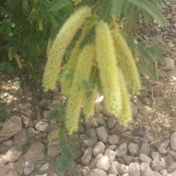 Acacia longifolia Blüte