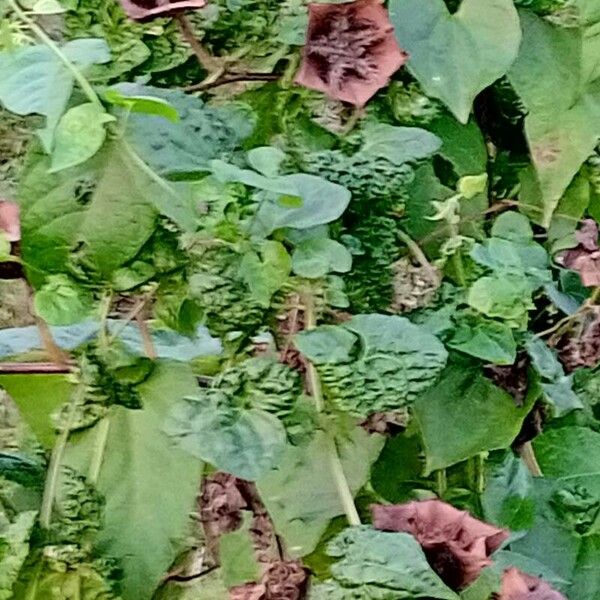 Abroma augustum Leaf