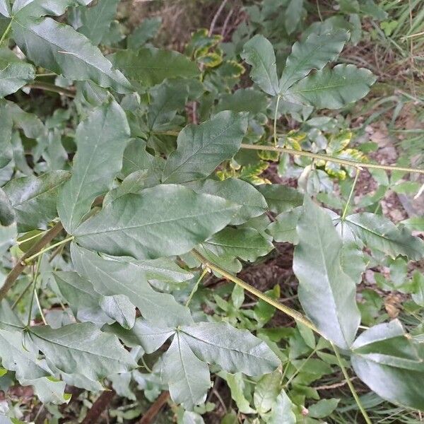 Laburnum alpinum Folio