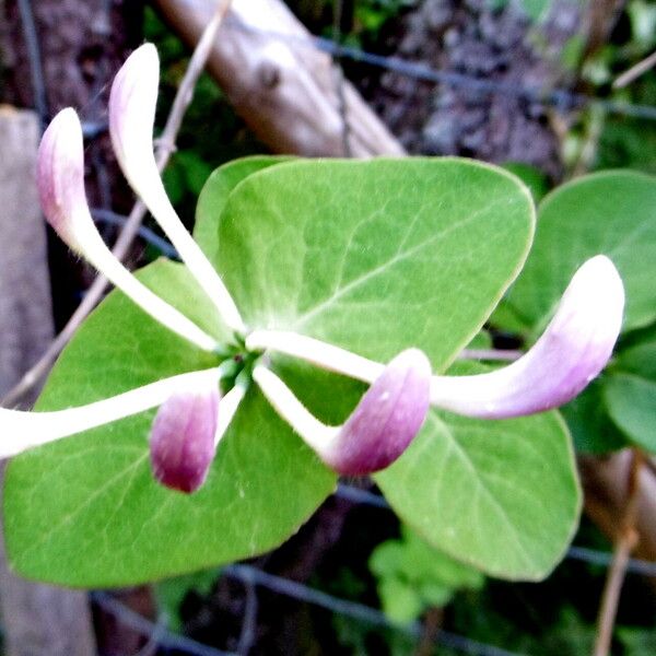 Lonicera caprifolium Fleur