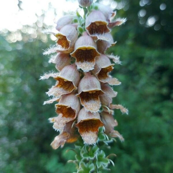 Digitalis ferruginea Fleur