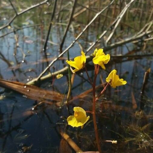 Utricularia vulgaris Kukka