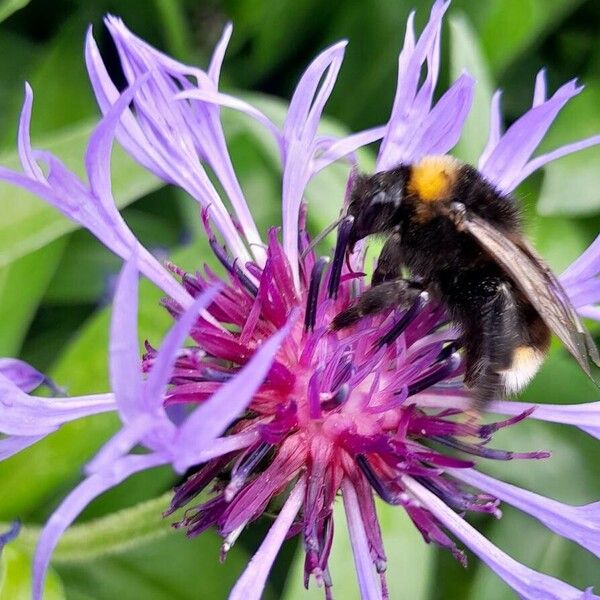 Centaurea montana Flor