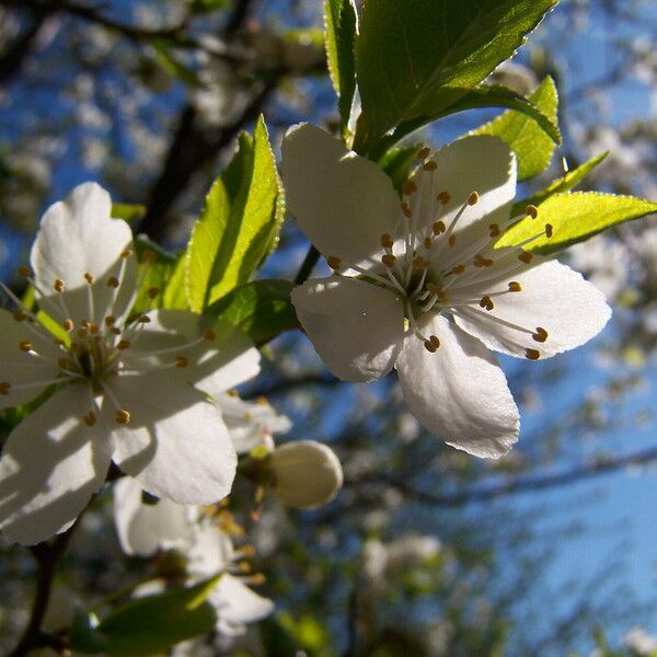 Prunus cerasus Kukka