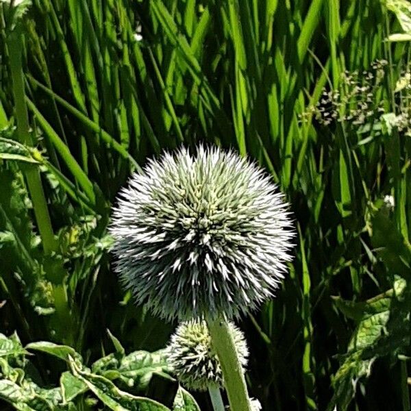 Echinops sphaerocephalus Fiore