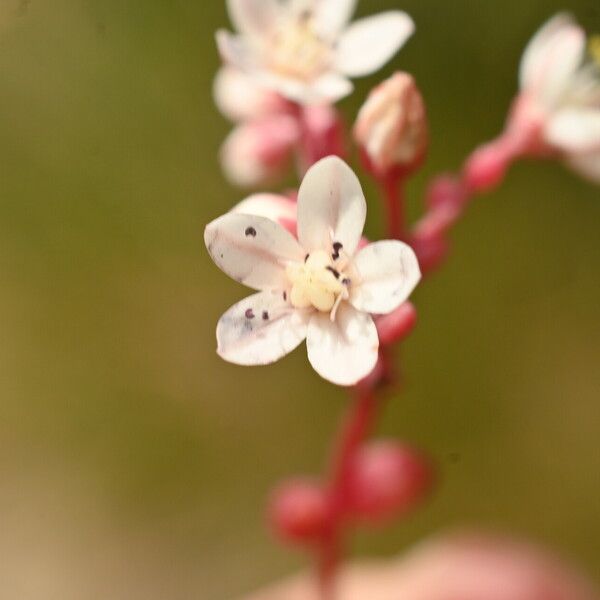 Sedum brevifolium Cvet